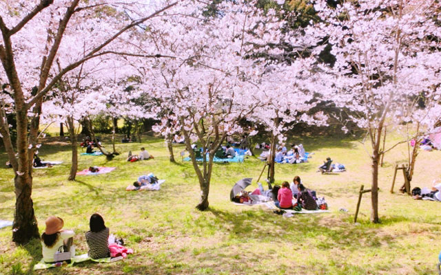 春の風物詩と言えば美しい桜とお花見